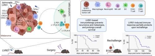 Salmonella-induced immune response reduces recurrence and tumor dissemination in preclinical melanoma model