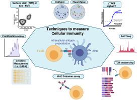 T cell immunity is key to the pandemic endgame: How to measure and monitor it