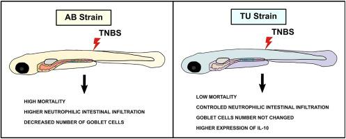 Different wild type strains of zebrafish show divergent susceptibility to TNBS-induced intestinal inflammation displaying distinct immune cell profiles