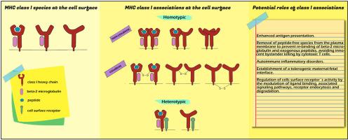 Homotypic and heterotypic in cis associations of MHC class I molecules at the cell surface