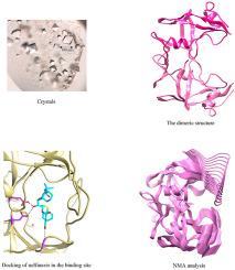 Structural and functional insights into the DNA damage-inducible protein 1 (Ddi1) from protozoa