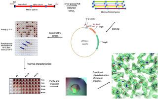 Engineering enhanced thermostability into the Geobacillus pallidus nitrile hydratase