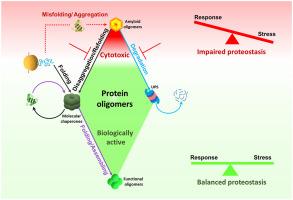 Amyloid management by chaperones: The mystery underlying protein oligomers’ dual functions