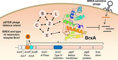 Crystal structure of the BREX phage defence protein BrxA