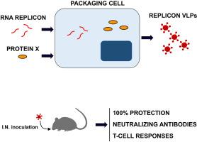 Nature of viruses and pandemics: Coronaviruses