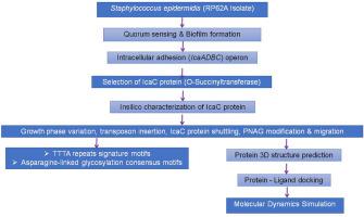 Molecular docking and simulation of IcaC protein as O-succinyltransferase function in staphylococcus epidermidis biofilm formation