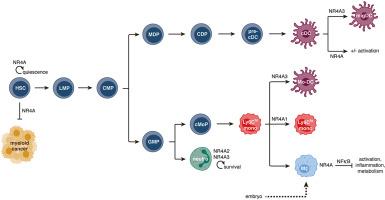 Role of NR4A family members in myeloid cells and leukemia