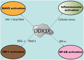 DDX3X structural analysis: Implications in the pharmacology and innate immunity