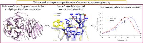 Improving the low-temperature properties of an exo-inulinase via the deletion of a loop fragment located in its catalytic pocket