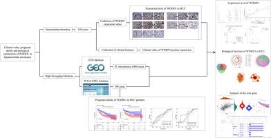 Prognosis prediction ability and prospective biological mechanisms of WDHD1 in hepatocellular carcinoma tissues