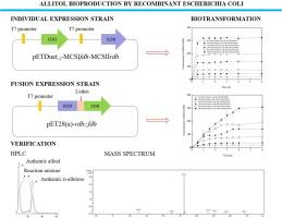 Allitol bioproduction by recombinant Escherichia coli with NADH regeneration system co-expressing ribitol dehydrogenase (RDH) and formate dehydrogenase (FDH) in individual or in fusion