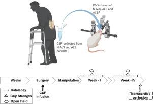 Motor behavioral abnormalities and histopathological findings in middle aged male Wistar rats inoculated with cerebrospinal fluid from patients with Amyotrophic Lateral Sclerosis