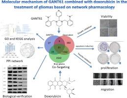 Molecular mechanism of GANT61 combined with doxorubicin in the treatment of gliomas based on network pharmacology