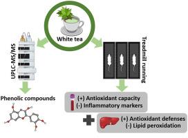 White tea modulates antioxidant defense of endurance-trained rats