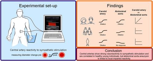 Carotid artery vasoreactivity correlates with abdominal aortic vasoreactivity in young healthy individuals but not in patients with abdominal aortic aneurysm