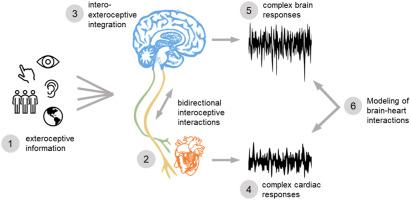 Brain-heart interactions in the neurobiology of consciousness