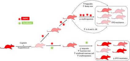 Prolyl hydroxylase inhibitor desidustat improves anemia in erythropoietin hyporesponsive state