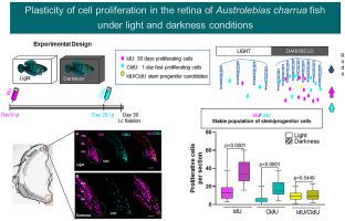 Plasticity of cell proliferation in the retina of Austrolebias charrua fish under light and darkness conditions