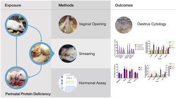 Intergenerational protein deficiency and adolescent reproductive function of subsequent female generations (F1 and F2) in rat model