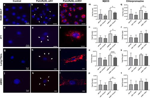 In Vitro and In Vivo Analysis of Extracellular Vesicle-Mediated Metastasis Using a Bright, Red-Shifted Bioluminescent Reporter Protein