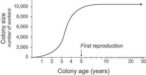 Rainfall, neighbors, and foraging: The dynamics of a population of red harvester ant colonies 1988–2019