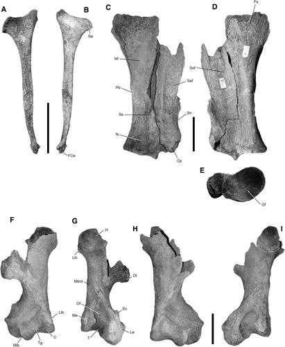 The woolly rhinoceros (Coelodonta antiquitatis) from Ondorkhaan, eastern Mongolia