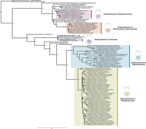 Higher classification of mealybugs (Hemiptera: Coccomorpha) inferred from molecular phylogeny and their endosymbionts