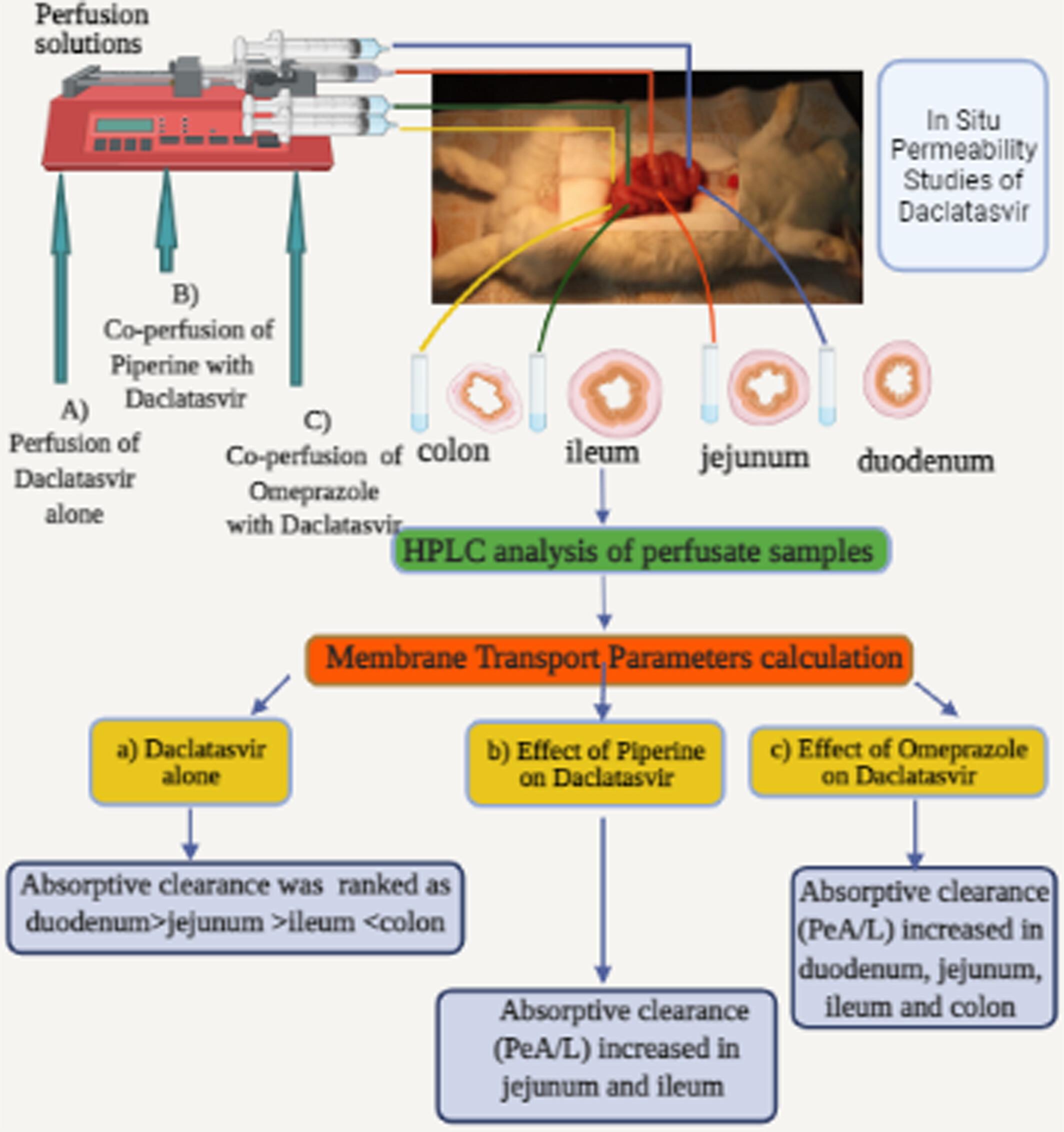 Influence of piperine and omeprazole on the regional absorption of Daclatasvir from rabbit intestine