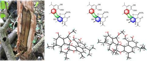 Cadinane-type sesquiterpenoid dimeric diastereomers hibisceusones A-C from infected stems of Hibiscus tiliaceus with cytotoxic activity against triple-negative breast cancer cells