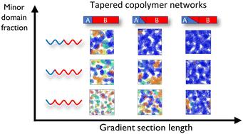 Percolation of co-continuous domains in tapered copolymer networks