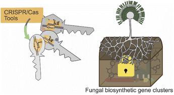 The expanding CRISPR toolbox for natural product discovery and engineering in filamentous fungi†