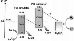 2D Metal Carbides as Components of Photocatalytic Systems for Hydrogen Production: A Review