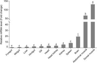 Molecular characterization and expression analysis of selenoprotein W gene in rainbow trout (Oncorhynchus mykiss) with dietary selenium levels