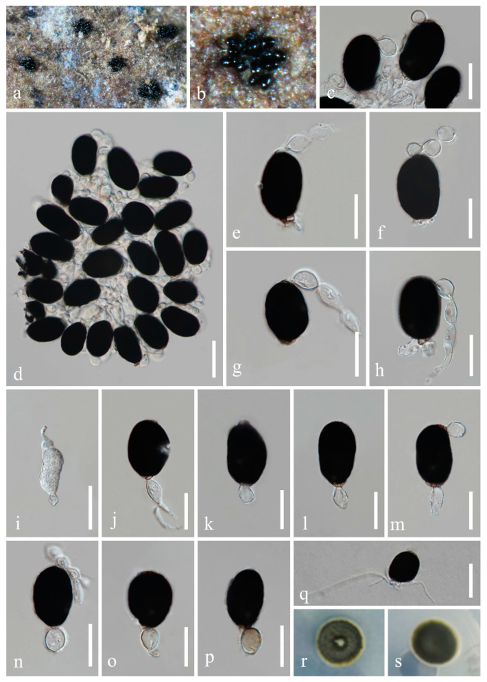 Morpho-Phylogenetic Evidence Reveals New Species of Fuscosporellaceae and Savoryellaceae from Freshwater Habitats in Guizhou Province, China.