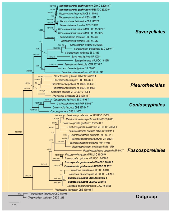 Morpho-Phylogenetic Evidence Reveals New Species of Fuscosporellaceae and Savoryellaceae from Freshwater Habitats in Guizhou Province, China.