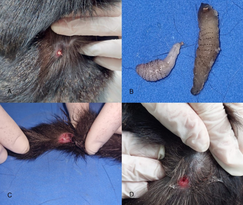 Furuncular myiasis caused by <i>Dermatobia hominis</i> in a domestic cat - case report.