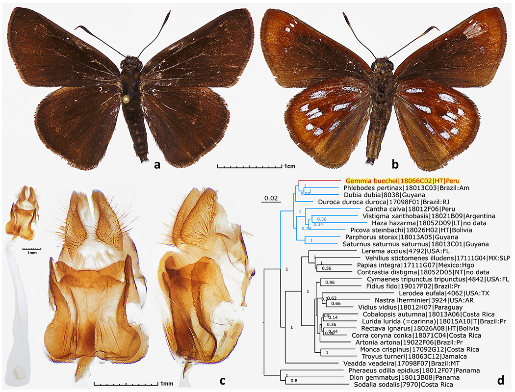 Genomics reveals a new genus and species from a single female specimen (Lepidoptera: Hesperiidae: Hesperiinae: Hesperiini: Moncina).