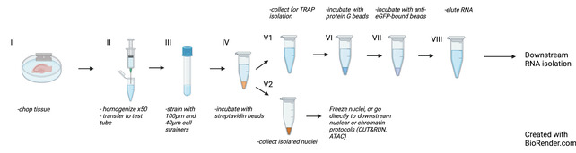 "SIT" with Emx1-NuTRAP Mice: Simultaneous INTACT and TRAP for Paired Transcriptomic and Epigenetic Sequencing.