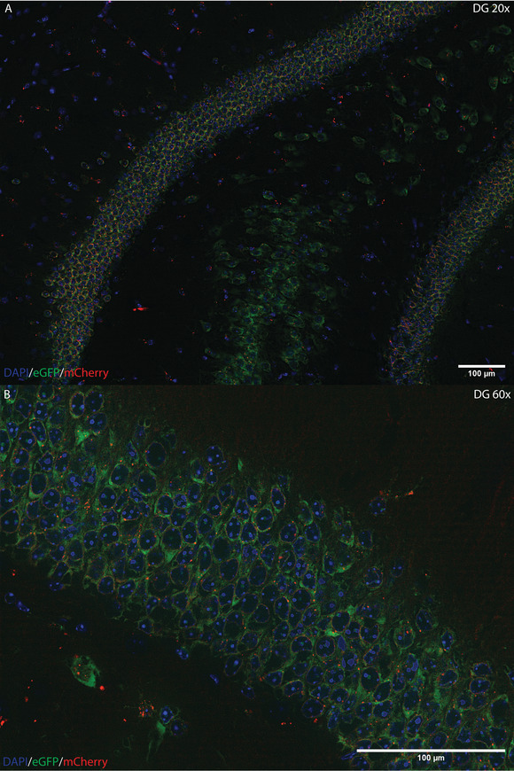 "SIT" with Emx1-NuTRAP Mice: Simultaneous INTACT and TRAP for Paired Transcriptomic and Epigenetic Sequencing.