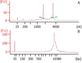 "SIT" with Emx1-NuTRAP Mice: Simultaneous INTACT and TRAP for Paired Transcriptomic and Epigenetic Sequencing.