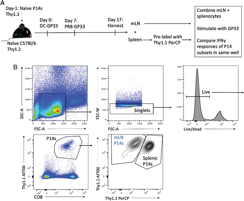 Influenza-Induced CD103<sup>+</sup> T Resident Memory Cells Exhibit Enhanced Functional Avidity over CD103<sup>-</sup> Memory T Cells in the Mediastinal Lymph Node.