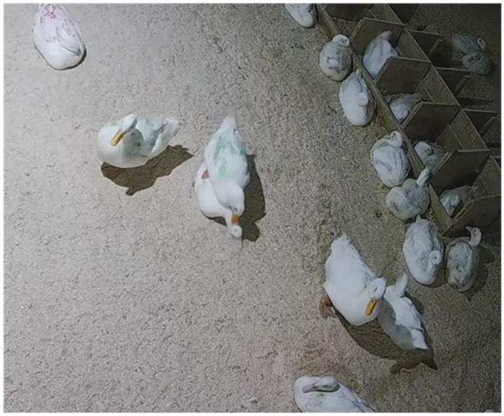 The Impacts of Female Access during Rearing on the Reproductive Behavior and Physiology of Pekin Drakes, and Flock Fertility.