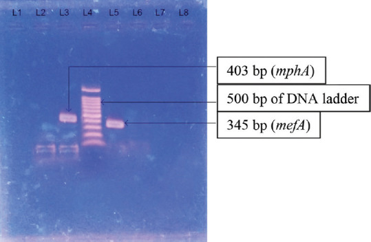 Distribution of Ciprofloxacin- and Azithromycin-Resistant Genes among <i>Salmonella</i> Typhi Isolated from Human Blood.