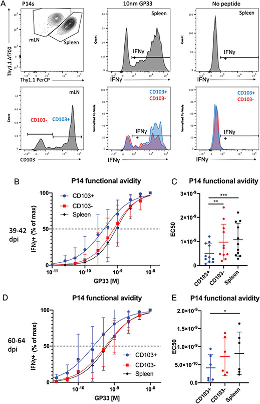 Influenza-Induced CD103<sup>+</sup> T Resident Memory Cells Exhibit Enhanced Functional Avidity over CD103<sup>-</sup> Memory T Cells in the Mediastinal Lymph Node.