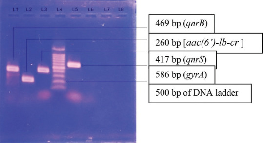 Distribution of Ciprofloxacin- and Azithromycin-Resistant Genes among <i>Salmonella</i> Typhi Isolated from Human Blood.