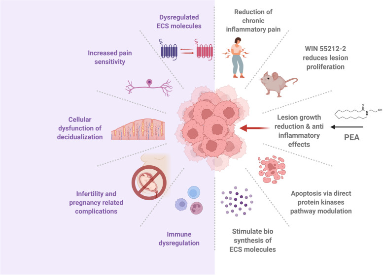 Role of the endocannabinoid system in the pathophysiology of endometriosis and therapeutic implications.