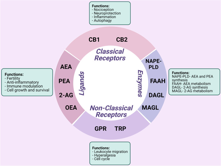 Role of the endocannabinoid system in the pathophysiology of endometriosis and therapeutic implications.