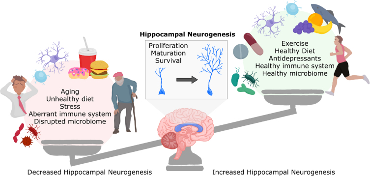 Microbiota-Gut-Brain Axis Regulation of Adult Hippocampal Neurogenesis.