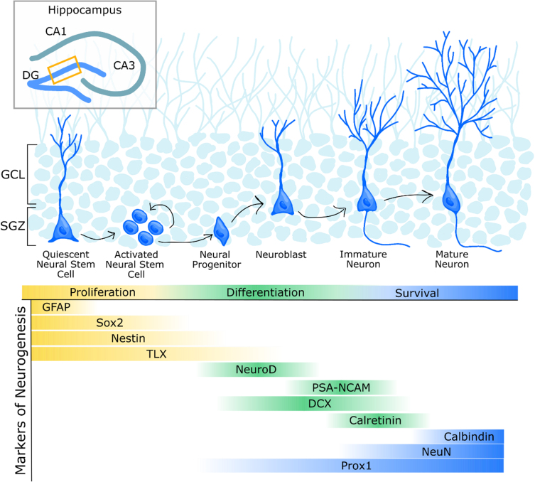 Microbiota-Gut-Brain Axis Regulation of Adult Hippocampal Neurogenesis.