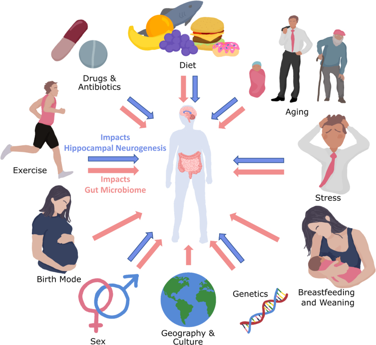 Microbiota-Gut-Brain Axis Regulation of Adult Hippocampal Neurogenesis.